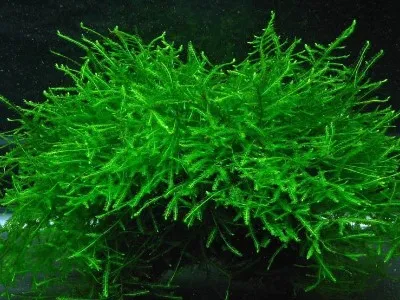 Freshwater Aquarium Moss