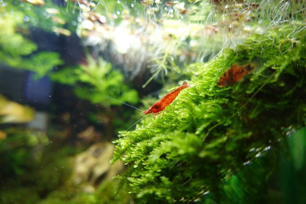 The most popular types of moss for the aquarium