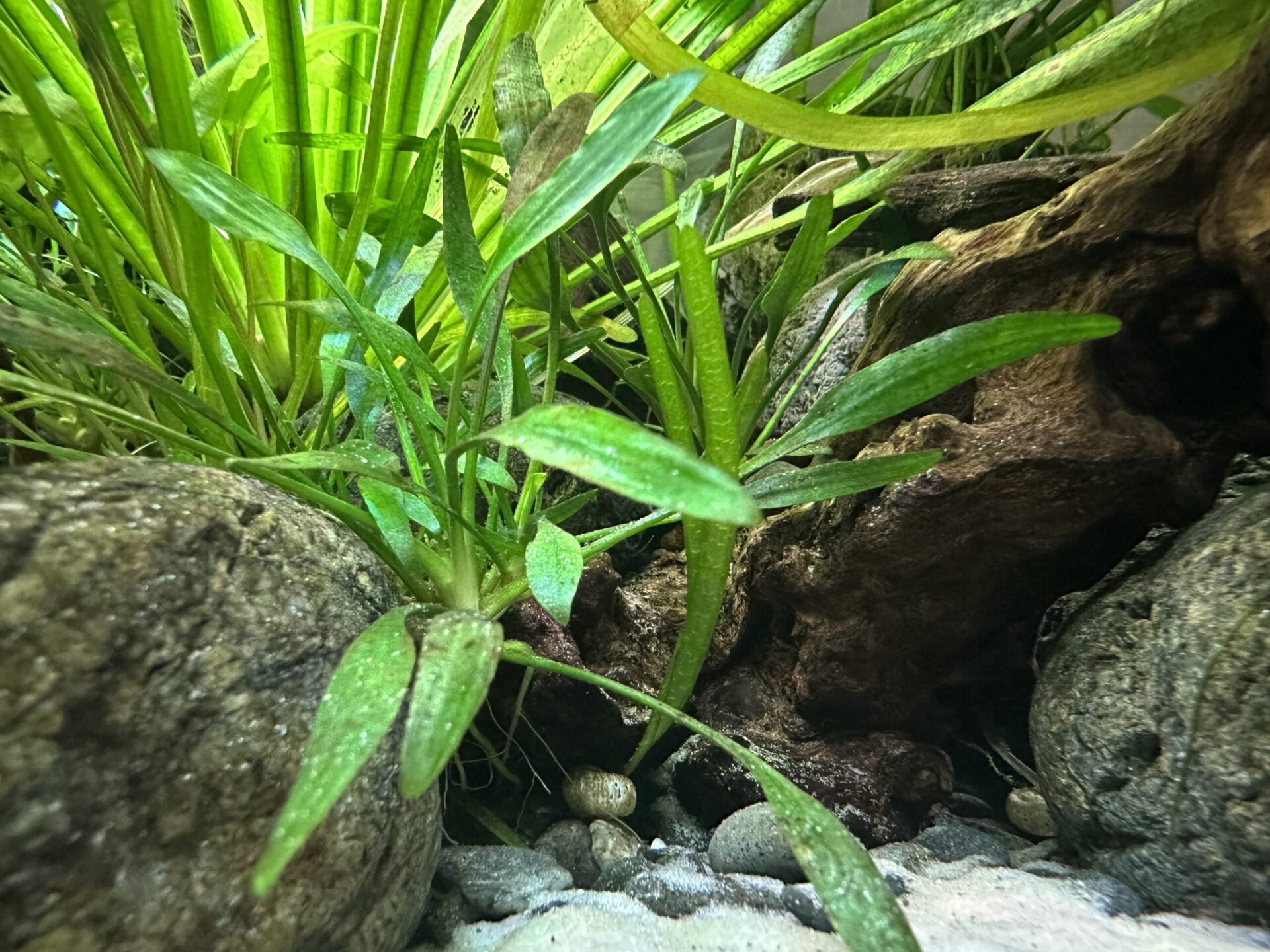 Cryptocoryne Parva Care Guide: From a Hobbyist Perspective