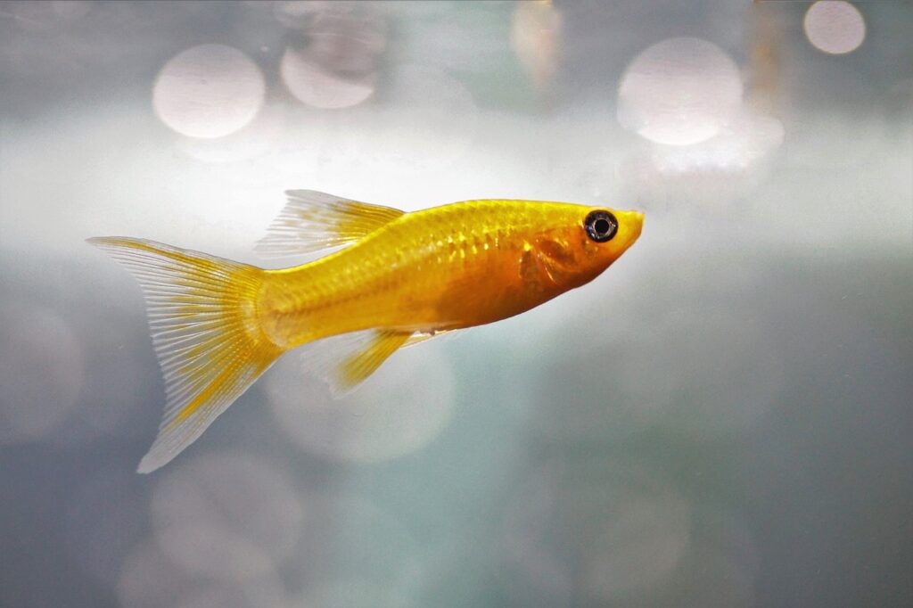Gold Molly Fish