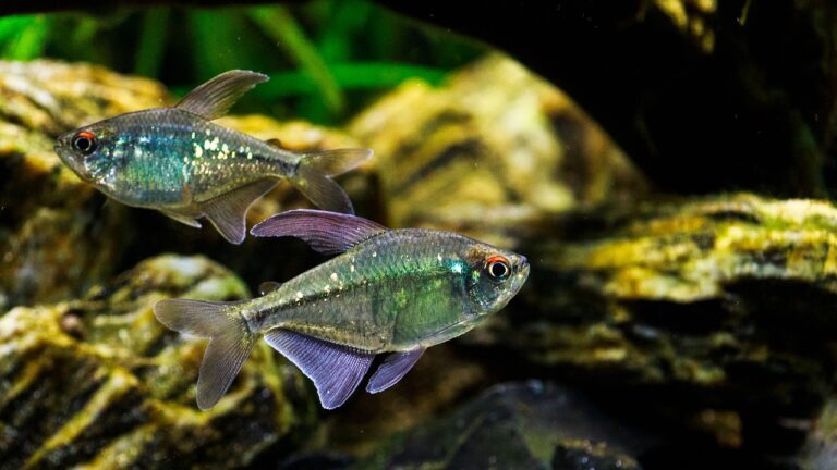 brilliant tetra, ornamental fish