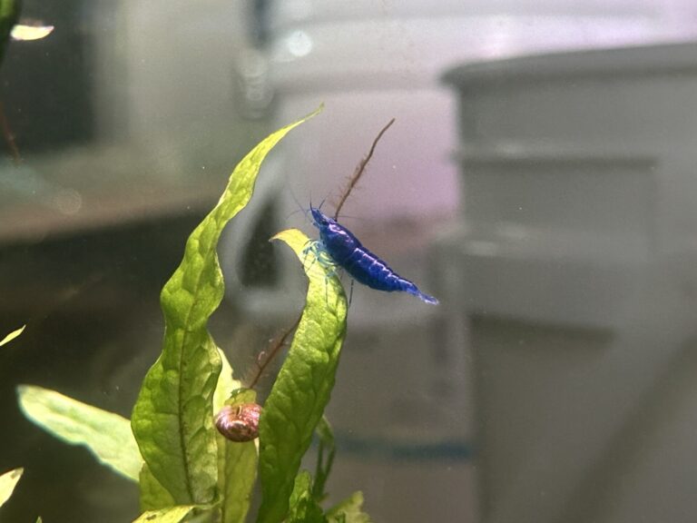 Ocean Blue Neocaridina Shrimp