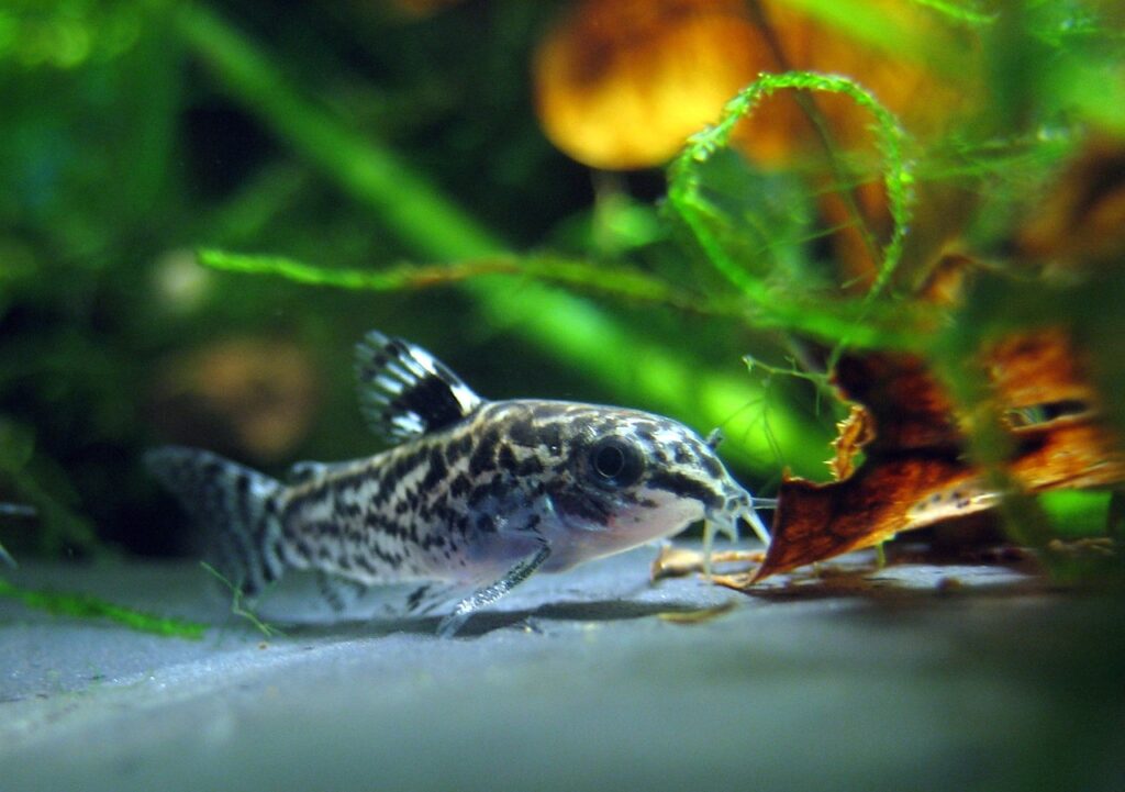 Small Cory Cat