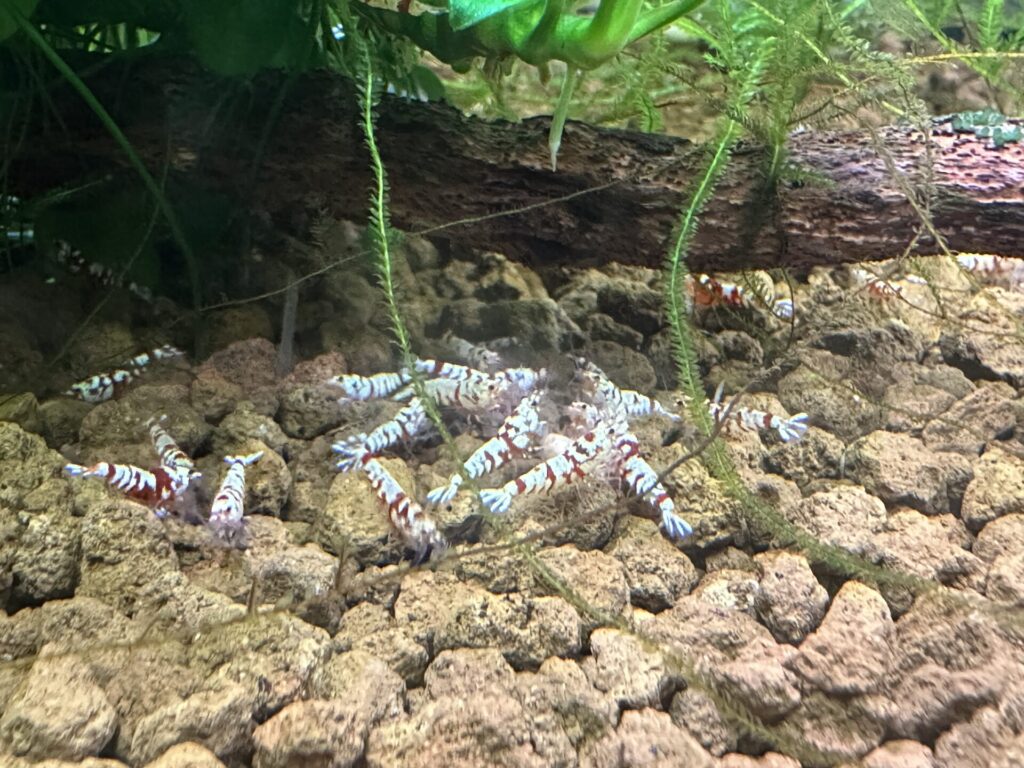 Shrimp Eating Hikari Crab Cuisine