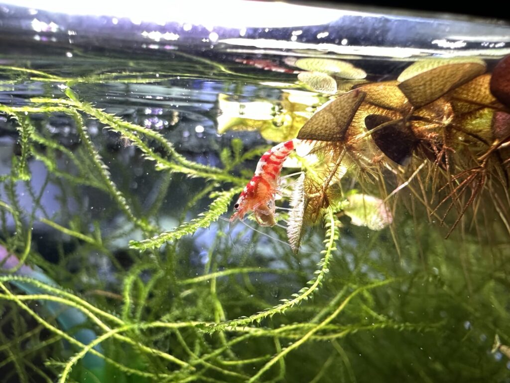 Shrimp Eating Fluval Bug Bites Shrimp Formula