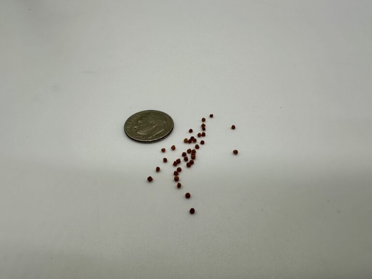 Omega One Color Mini Pellets Next to Dime